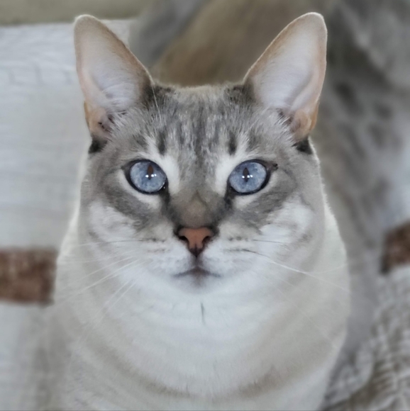 wimperis